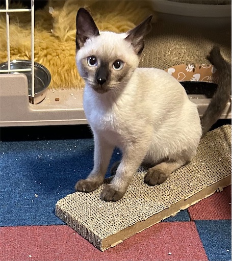 f:id:Atelier-sunflower:20250814215712j:image