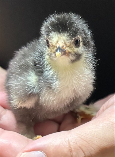 f:id:Atelier-sunflower:20250904202217j:image