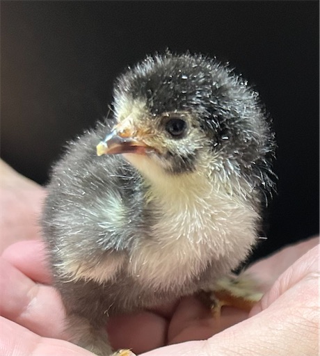 f:id:Atelier-sunflower:20250904202224j:image