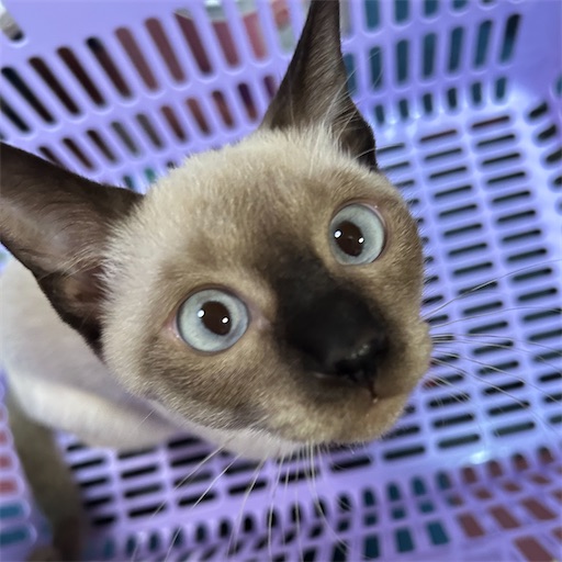 f:id:Atelier-sunflower:20250904202850j:image