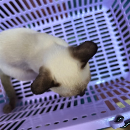 f:id:Atelier-sunflower:20250904202859j:image