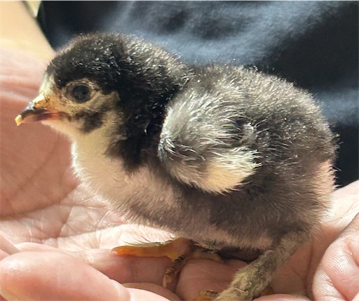 f:id:Atelier-sunflower:20250907224603j:image