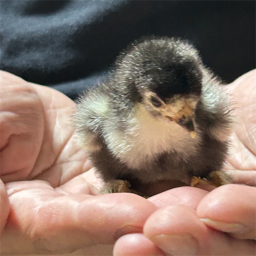 f:id:Atelier-sunflower:20250907224612j:image