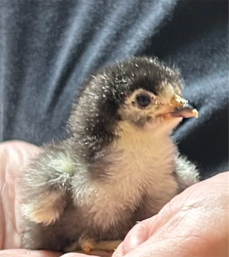 f:id:Atelier-sunflower:20250907224623j:image