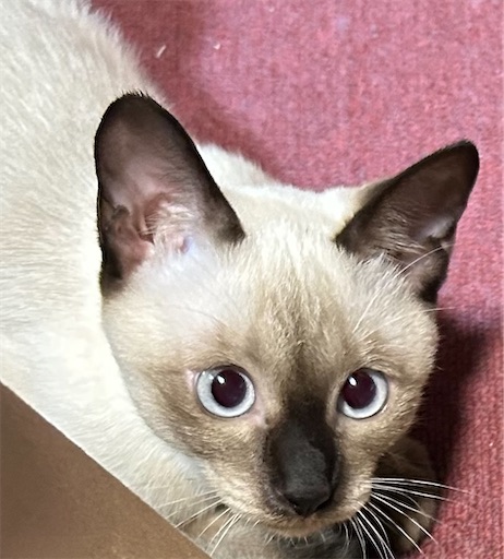 f:id:Atelier-sunflower:20250923214820j:image