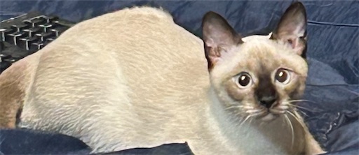 f:id:Atelier-sunflower:20250923214831j:image