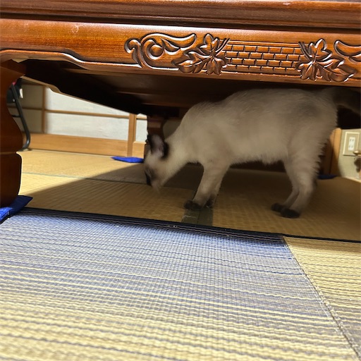 f:id:Atelier-sunflower:20250923214845j:image