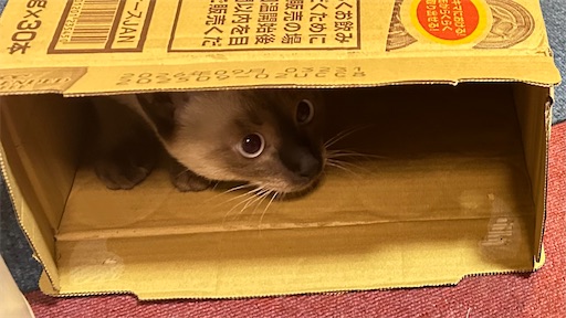 f:id:Atelier-sunflower:20251115212502j:image