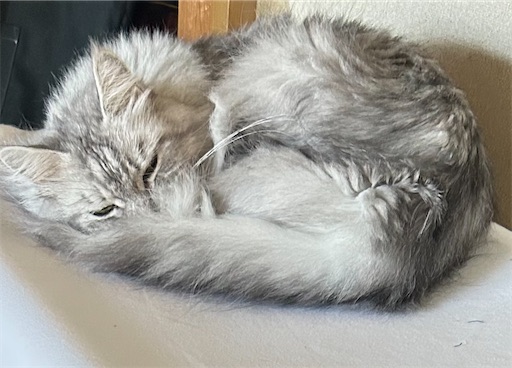 f:id:Atelier-sunflower:20251115212642j:image