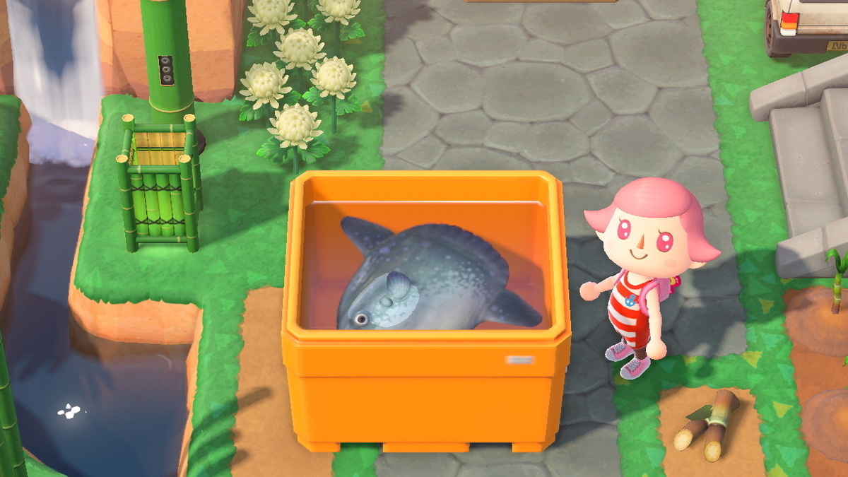 ニンテンドースイッチ あつまれどうぶつの森Ver2.0.5 う~翻車魚!!の画像
