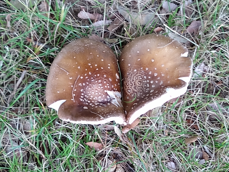 グーグルレンズというスマフォの機能を使ってみました(; ・`д・´)の画像