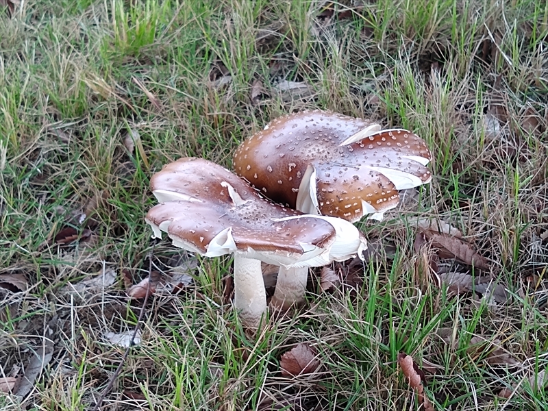 グーグルレンズというスマフォの機能を使ってみました(; ・`д・´)の画像