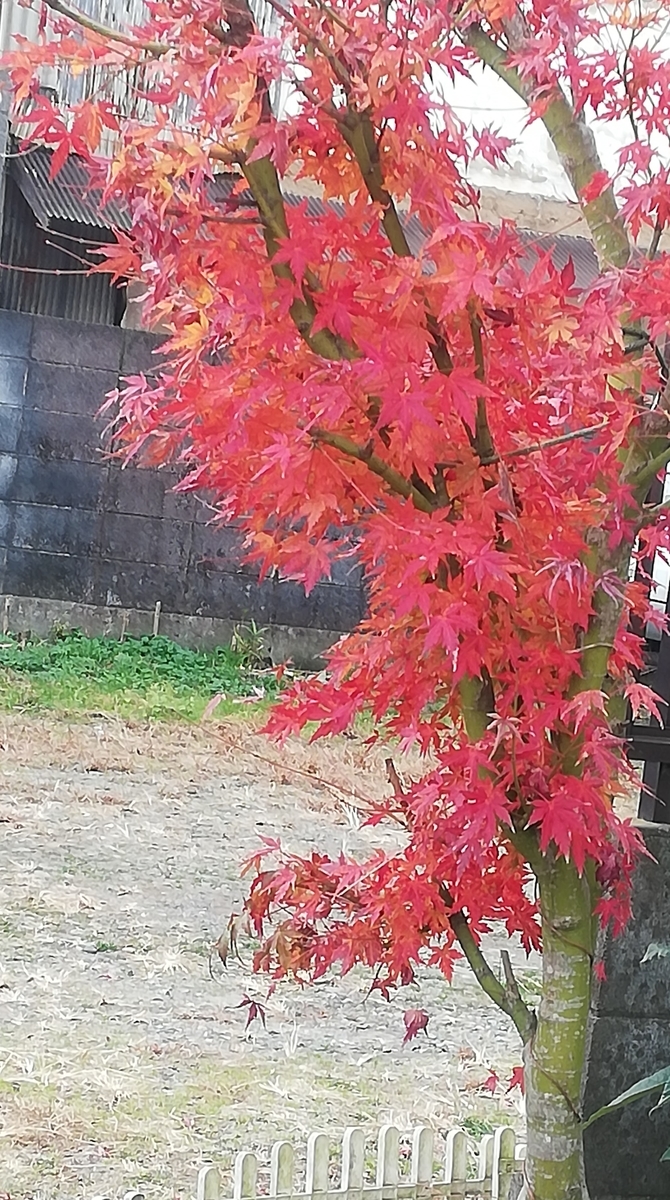 f:id:AtoRobin:20201209205559j:plain