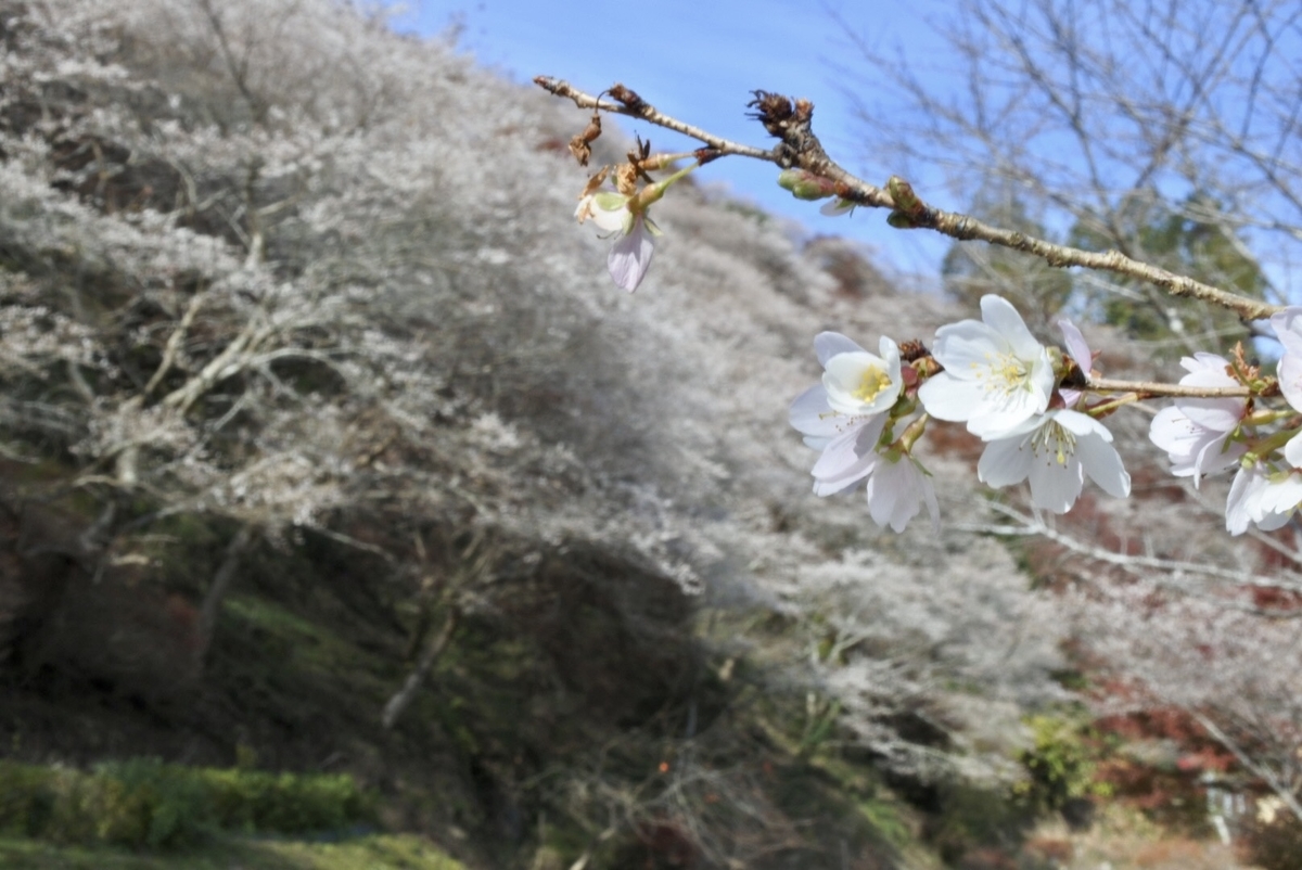 愛知県 四季桜と紅葉が織りなす色彩美 へそで珈琲を沸かす