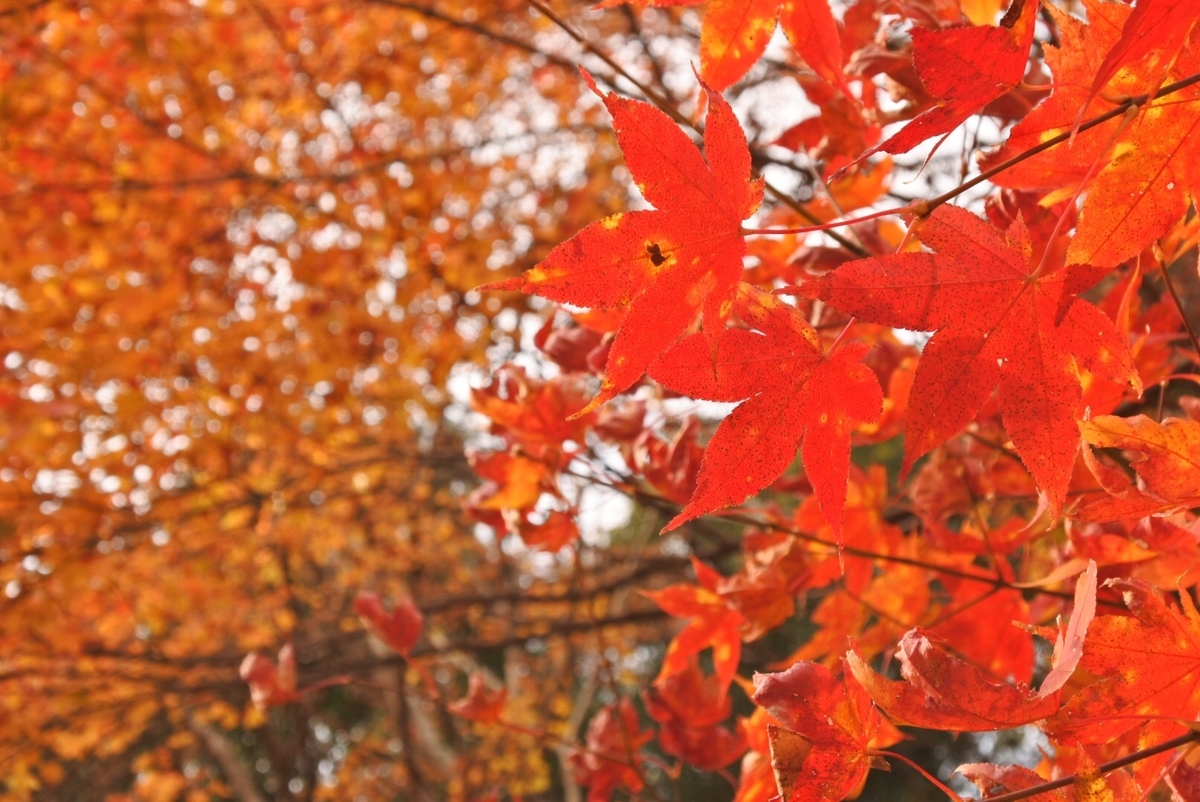 愛知県】四季桜と紅葉が織りなす色彩美 - へそで珈琲を沸かす