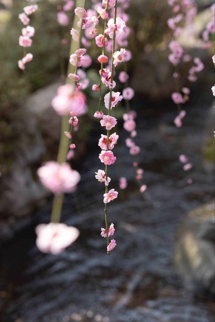 f:id:Atsuzo-SUN:20220313085719j:image