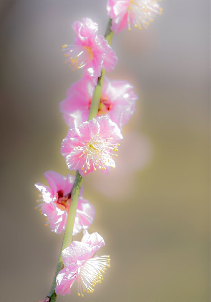 f:id:Atsuzo-SUN:20220313085725j:image
