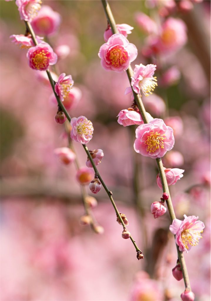 f:id:Atsuzo-SUN:20220313085728j:image