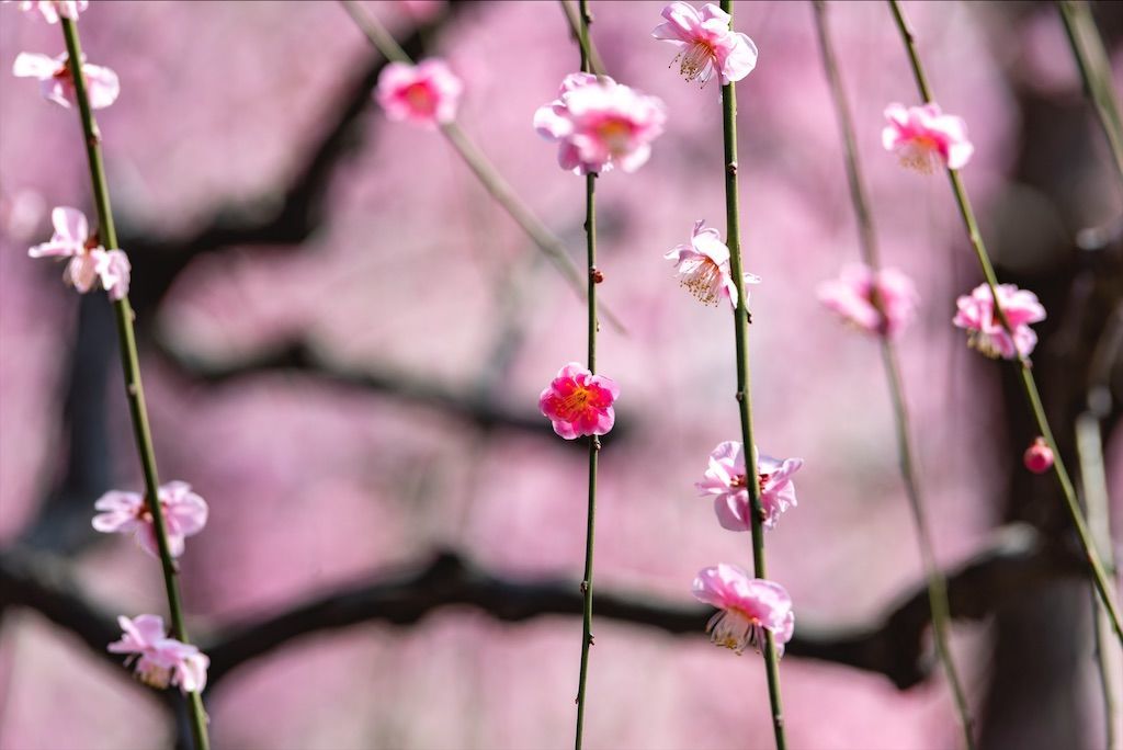 f:id:Atsuzo-SUN:20220313085736j:image