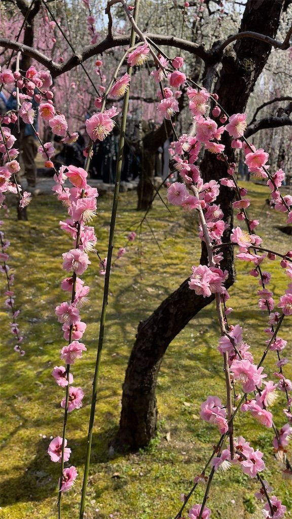 f:id:Atsuzo-SUN:20220313085748j:image