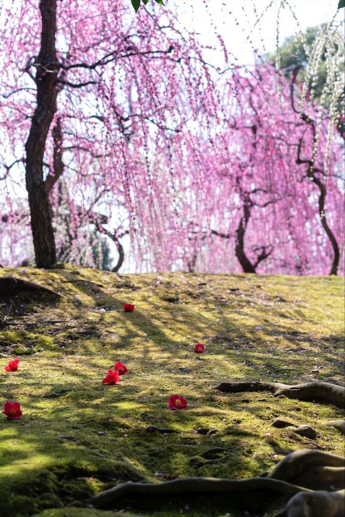 f:id:Atsuzo-SUN:20220313085755j:image