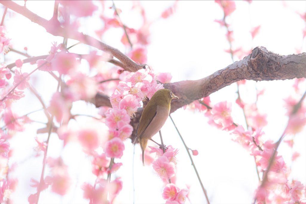 f:id:Atsuzo-SUN:20220313090517j:image