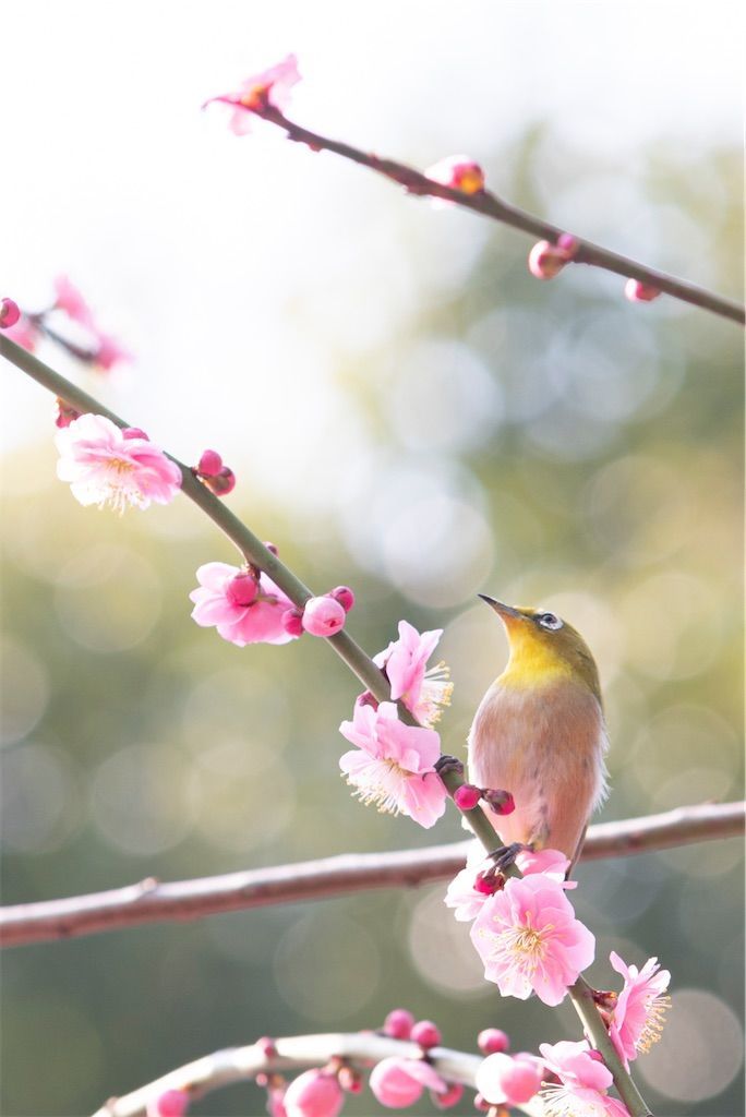f:id:Atsuzo-SUN:20220313090525j:image