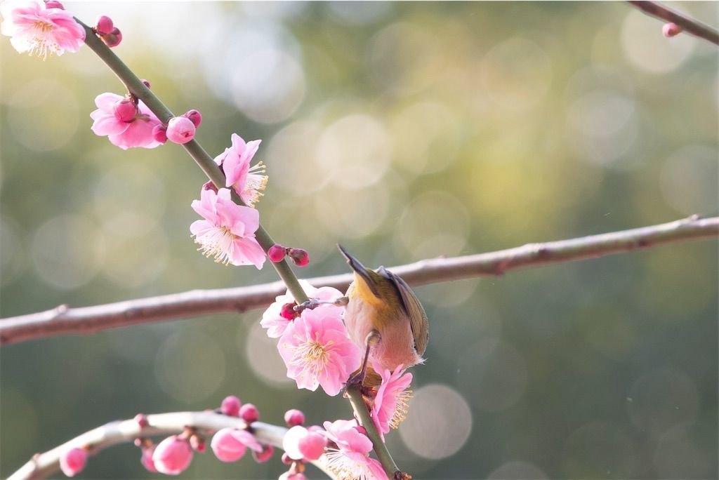 f:id:Atsuzo-SUN:20220313090530j:image