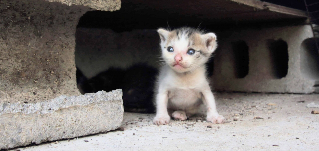 ねこ