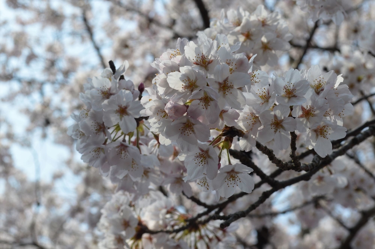 f:id:AyC:20190409032934j:plain f:id:AyC:20190409032934j:plain