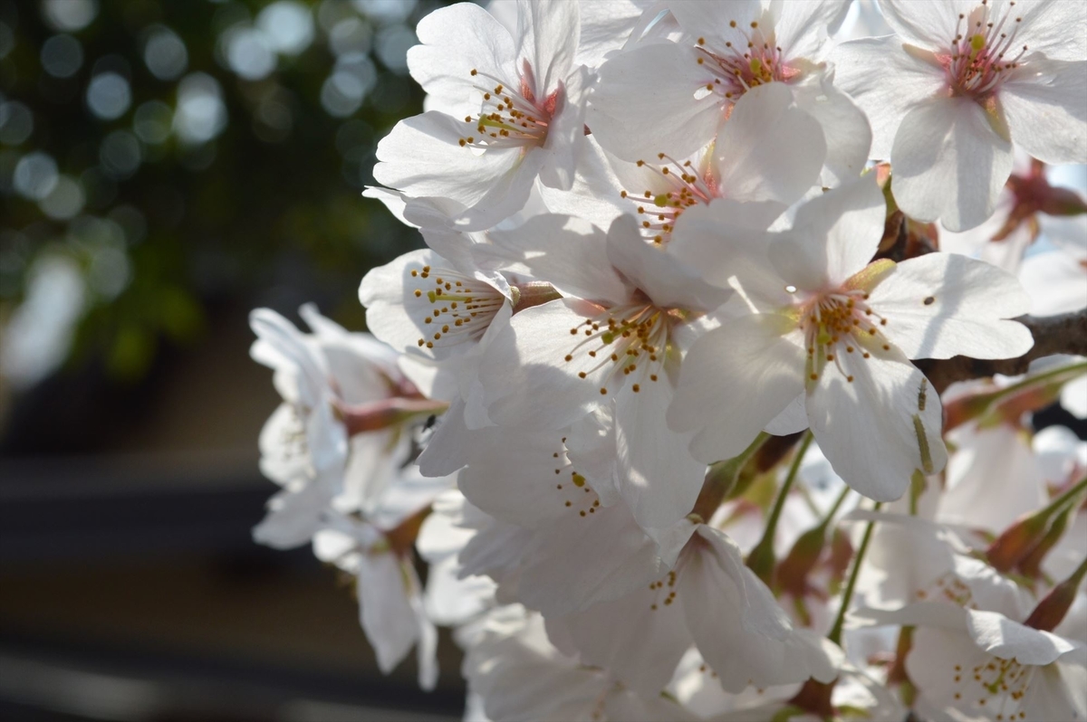 f:id:AyC:20190409032940j:plain f:id:AyC:20190409032940j:plain