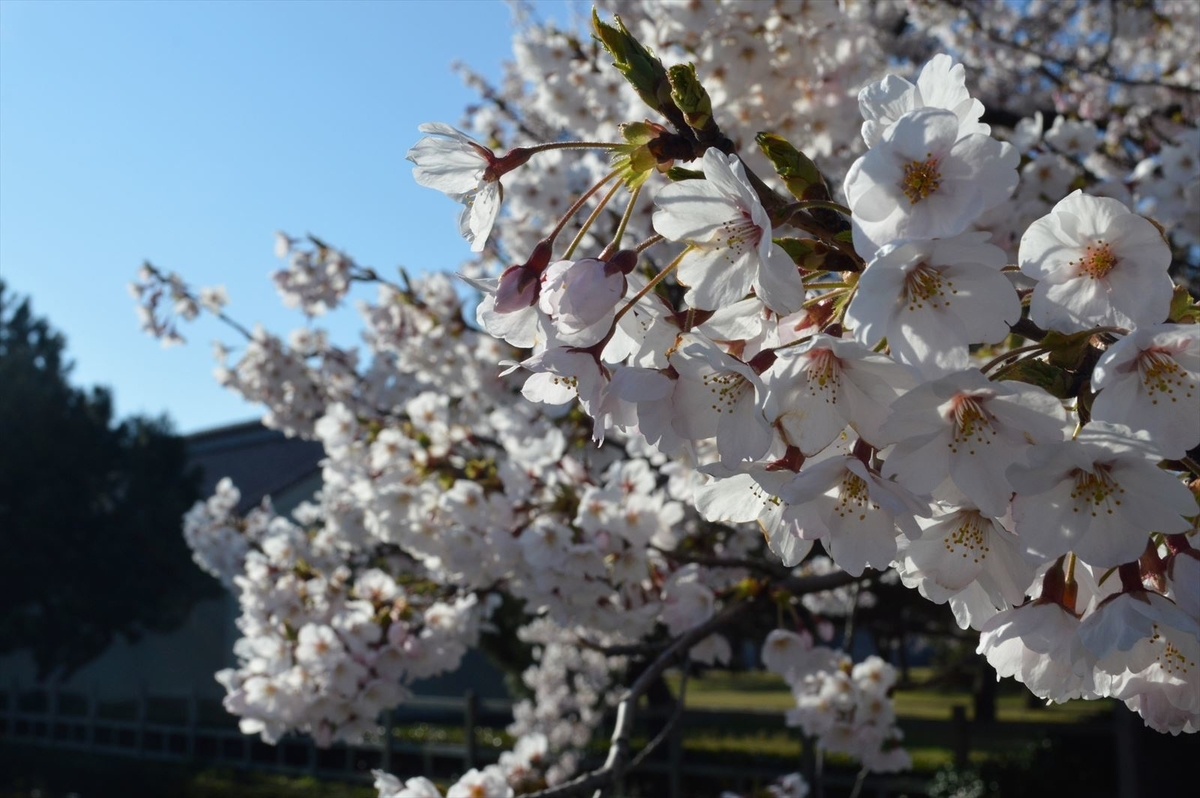 f:id:AyC:20190416043942j:plain f:id:AyC:20190416043942j:plain