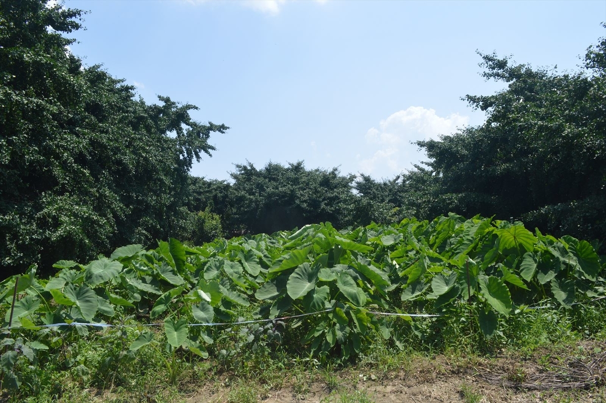 f:id:AyC:20190725072350j:plain f:id:AyC:20190725072350j:plain