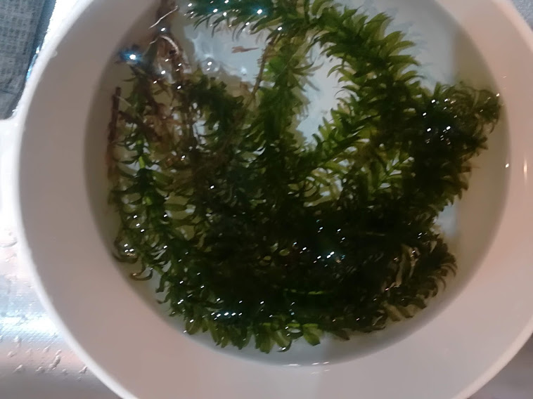 f:id:Ayatamama:20180611160921j:plain