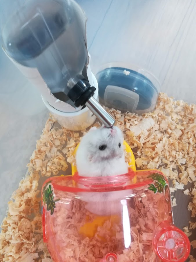 簡単、節約!衣装ケースでハムスターハウスを自作! - 20181016061234