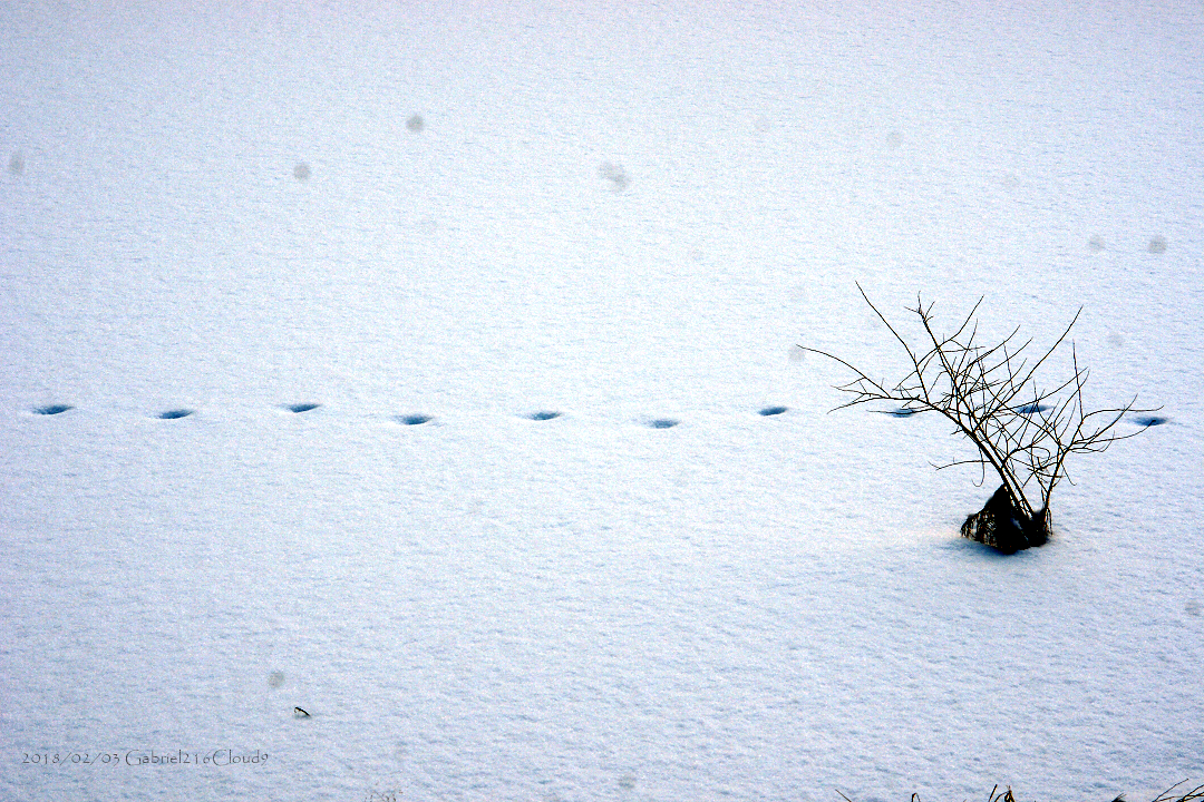 f:id:AyumiKSHFMapJP:20200114232316j:plain