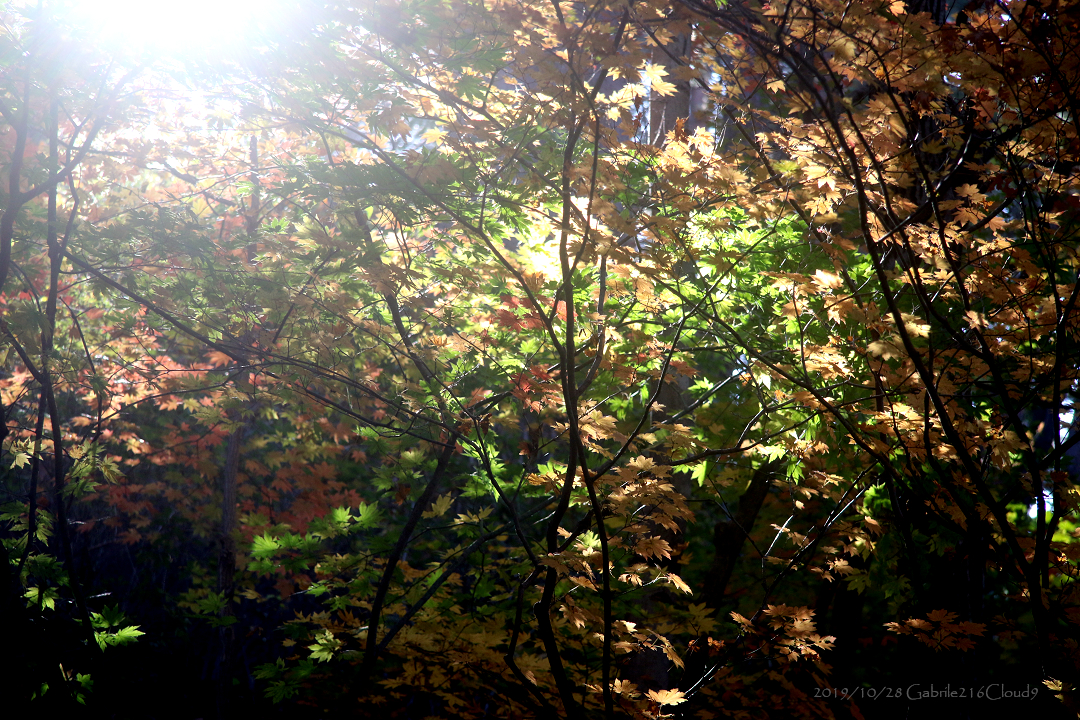 f:id:AyumiKSHFMapJP:20200118170051j:plain