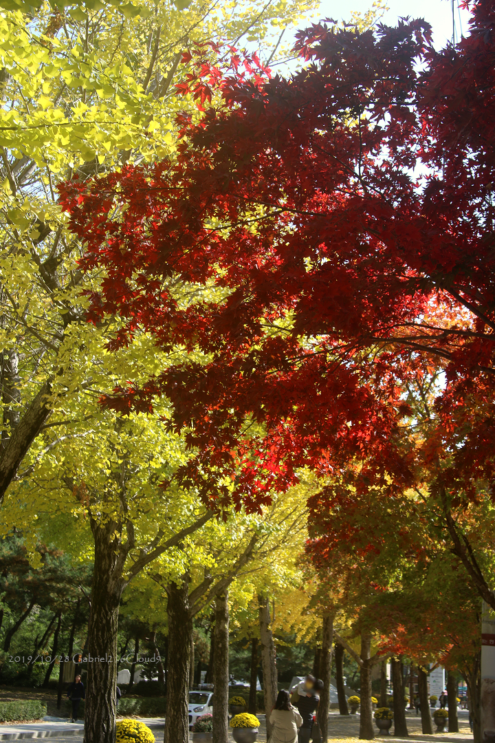 f:id:AyumiKSHFMapJP:20200118175617j:plain