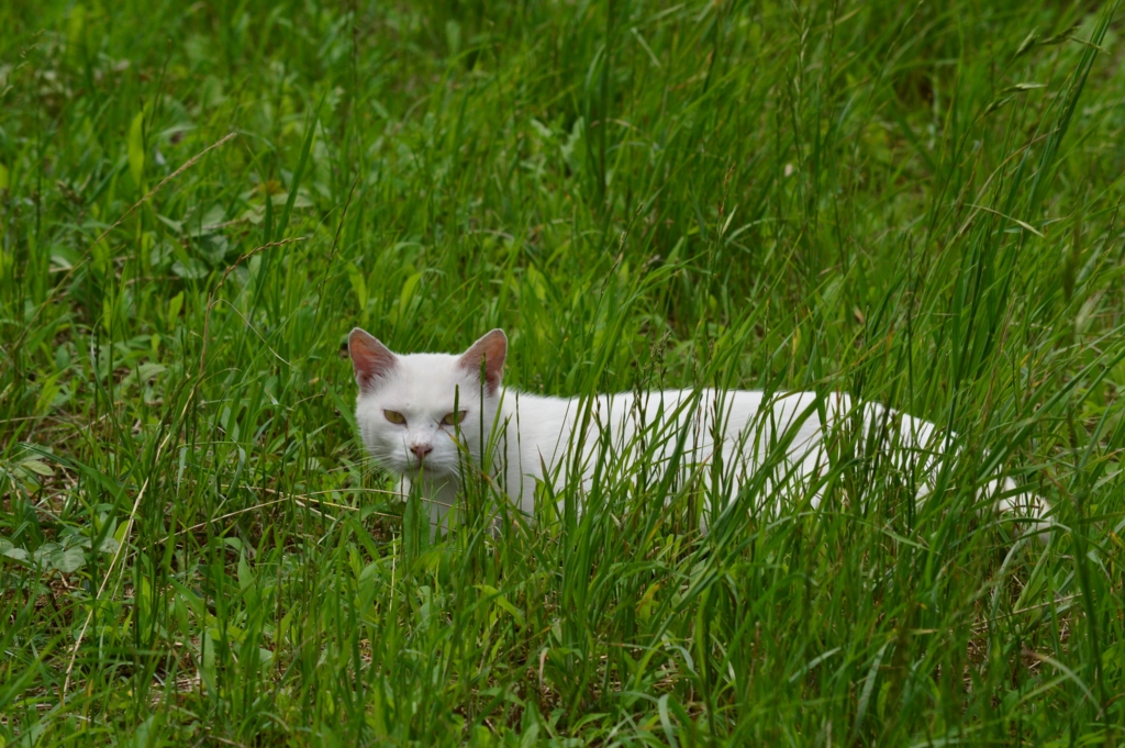 f:id:Az_shijimi:20160628232754j:plain