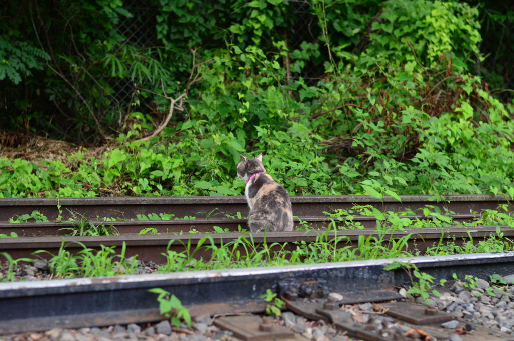 f:id:Az_shijimi:20160827224515j:plain