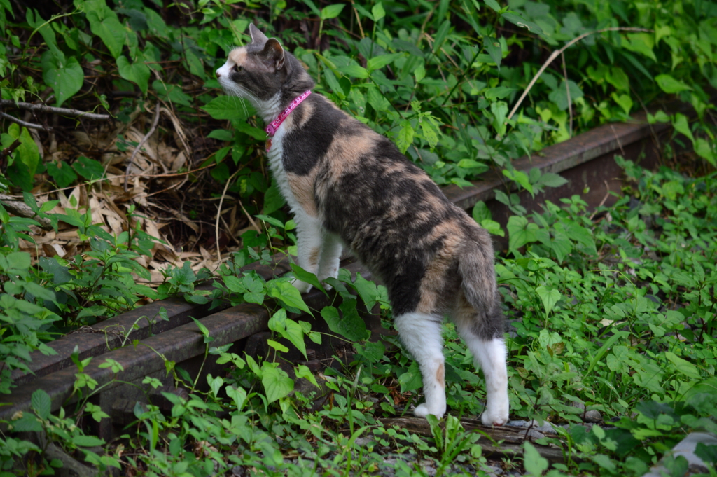 f:id:Az_shijimi:20160827224655j:plain