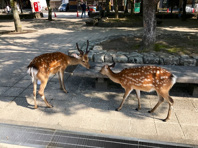 f:id:AzuLitchi:20170806230303j:plain