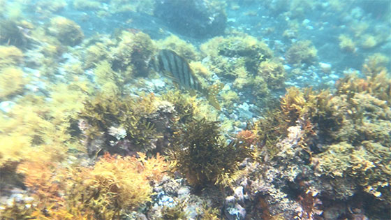 f:id:AzuLitchi:20180810133708j:plain