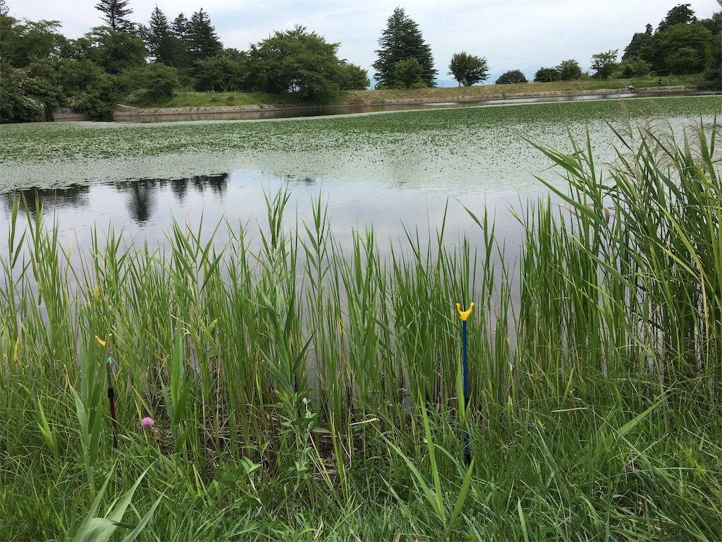 f:id:Azusa116:20190908130738j:image