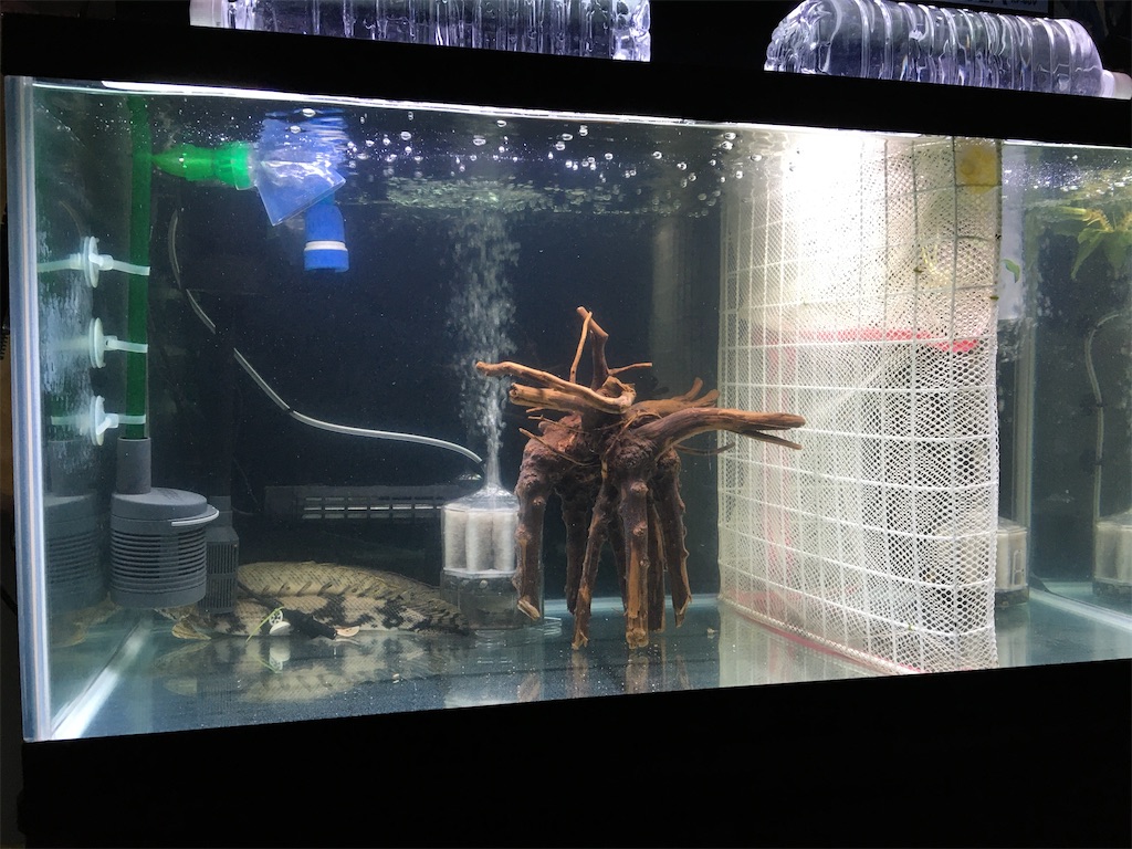 f:id:Azusa116:20191217225742j:image