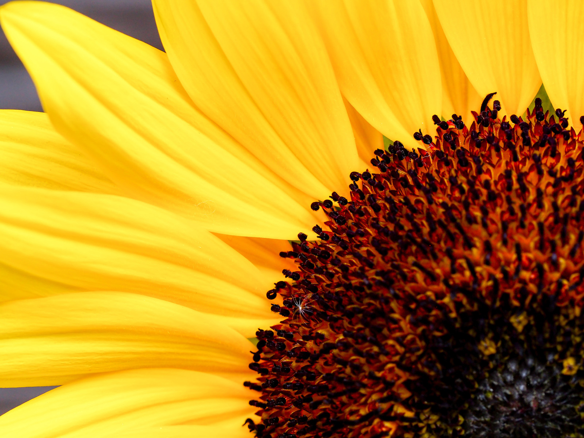 黄色 - レンズの向こう側。