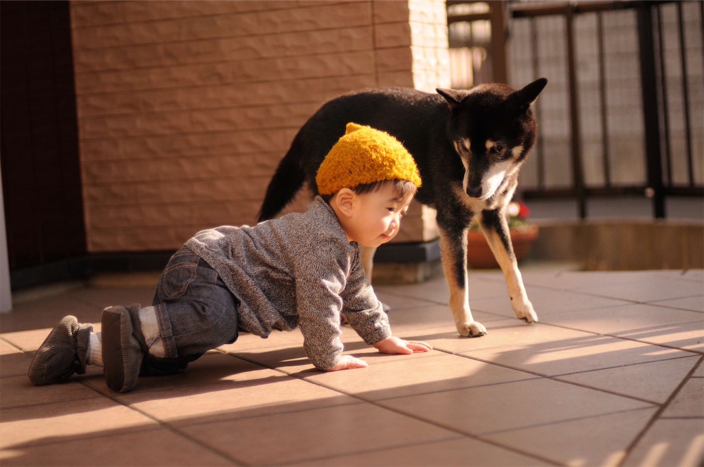f:id:B-DOGS:20230822224752j:image