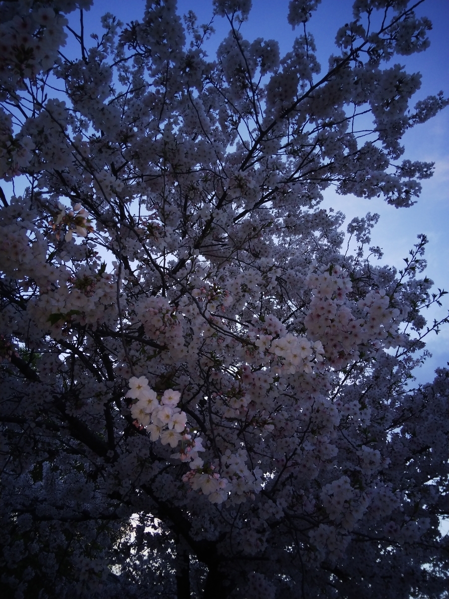 f:id:BARin:20190408182226j:plain f:id:BARin:20190408182226j:plain