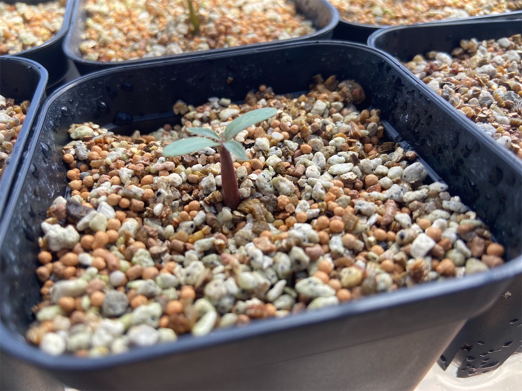 パキポディウム・グラキリス実生記録①(Pachypodium rosulatum