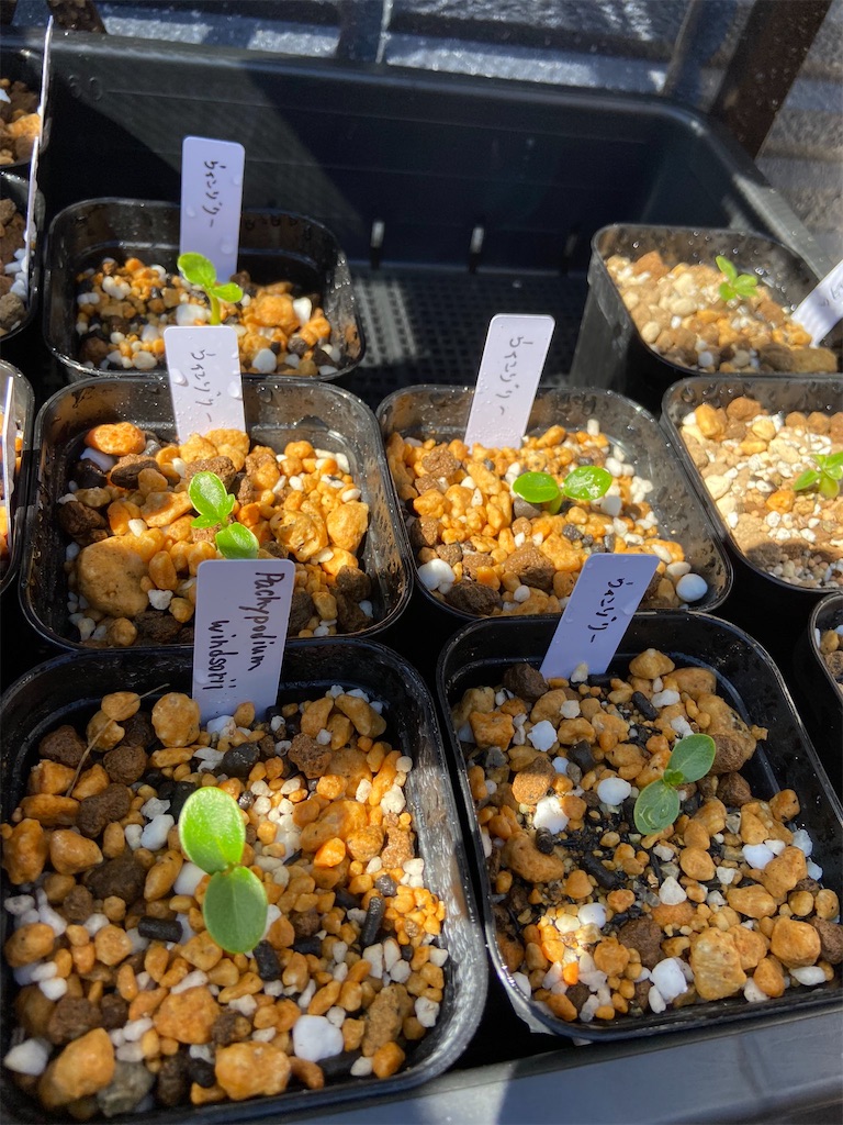 パキポディウム・ウィンゾリー実生記録①(Pachypodium Windsorii